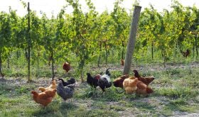 chickens in the HJW vineyard at Hermann J Wiemer, Seneca Lake