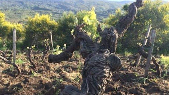 Alberello Nerello vines in Graci vineyard