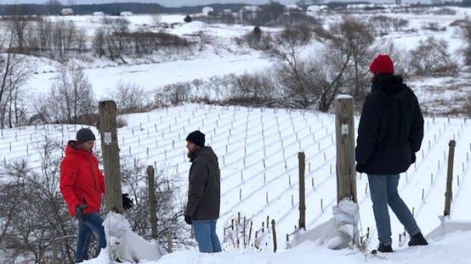 Winter at Domaine du Nival, Quebec, overlooking Albarino vines