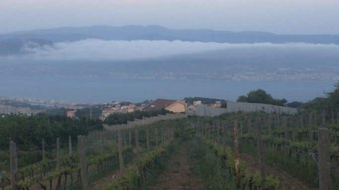 Casematte vineyard overlooking Straight of Messina