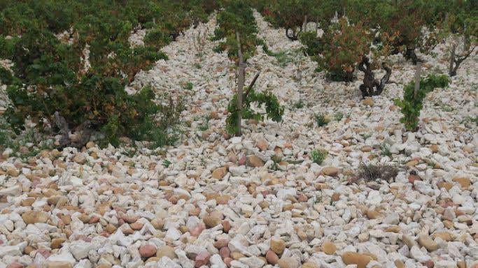 Chateauneuf du Pape white stone vineyards
