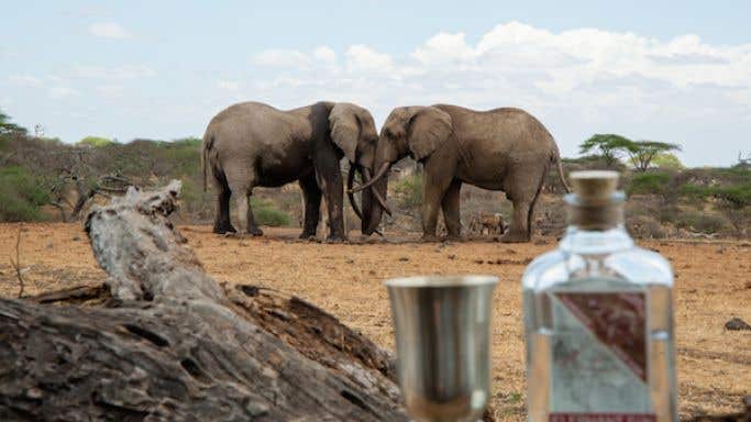 Elephant Gin with two elephants in background