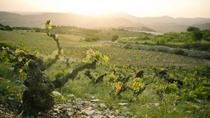 Centenarian vines in the Margelina vineyard Agios Nikolaos, Cyprus