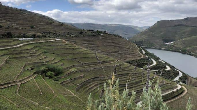 Quinta do Seixo vineyards overlooking the Douro river