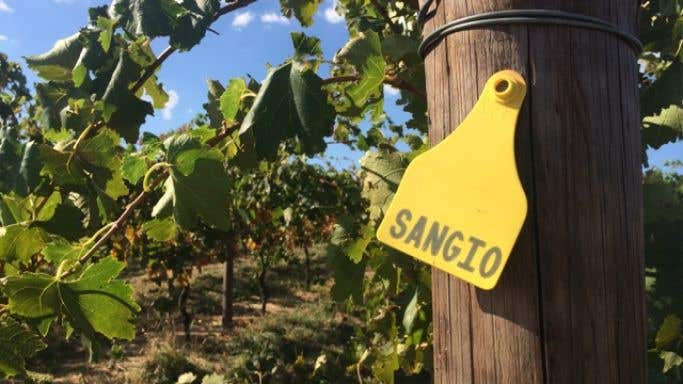 Sangio sign on vineyard post at Fighting Gully Road