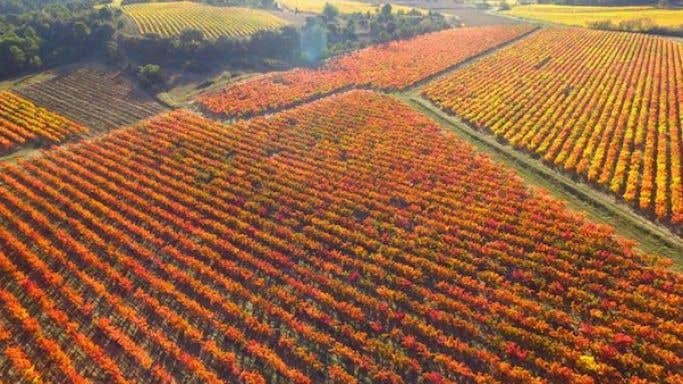St Jacques d'Albas vineyards autumn 2015