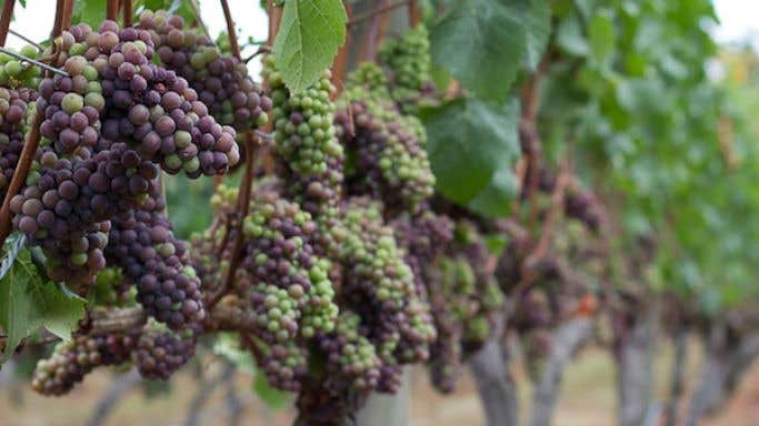 Pinot Gris grapes near Victoria, British Columbia