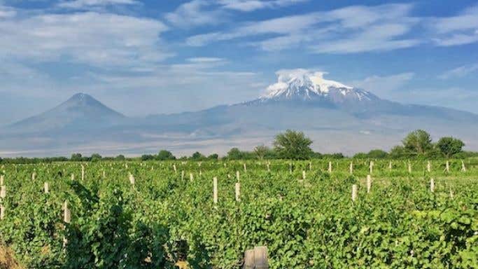 Armenian vines and Mt Ararat
