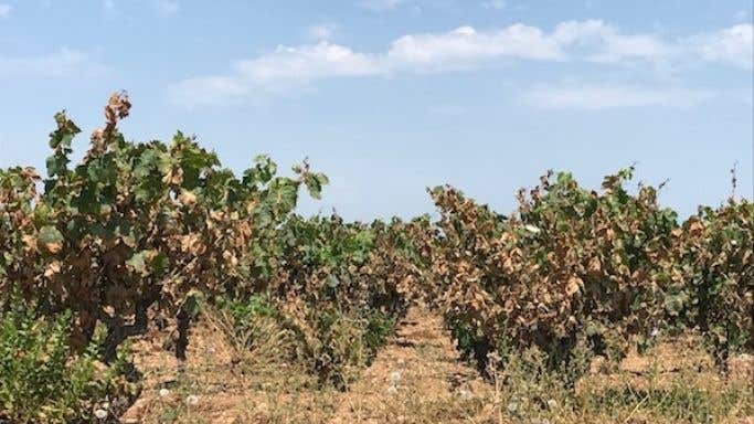 Burnt Carignan vines in the Languedoc 2019