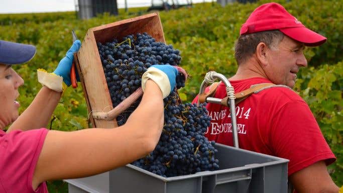 grape harvest in Bordeaux - pickers at Cos dEstournel