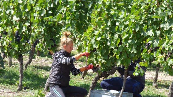 harvesting grapes in the Loire 2015