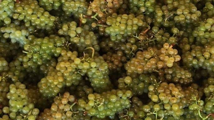2019 Chardonnay grapes in Oregon's Willamette Valley