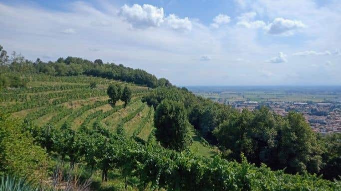 Arcari + Danesi vineyard in Monte Orfano