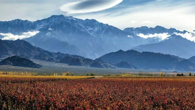 Primera Zona vineyards in Mendoza, Argentina with the Andes in the background