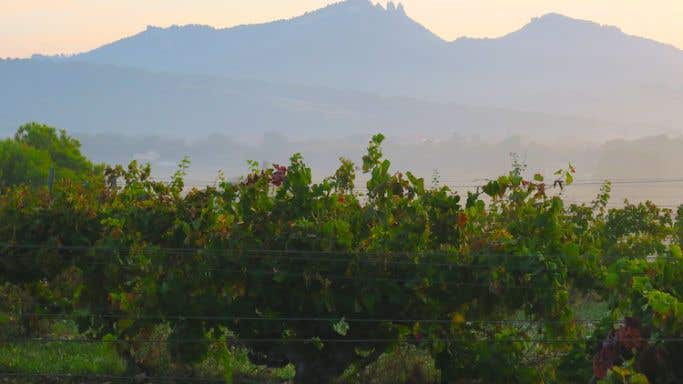 Gigondas vineyard with Dentelles de Montmirail background