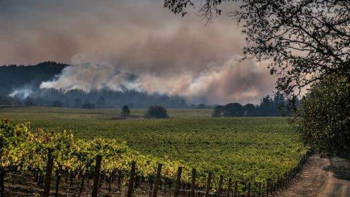Smoke over a vineyard