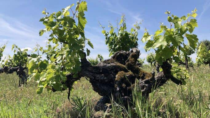 Mission vine planted in 1854 in Amador County