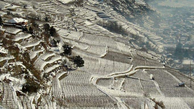 Ar Pe Pe vines in Valtellina, northern Italy