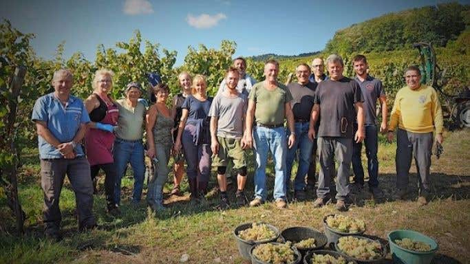 Grape pickers for the Cave de Hunawihr in Alsace in 2018