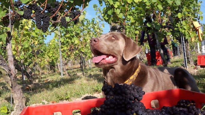Pinot the dog in a Pinot Noir vineyard at harvest time