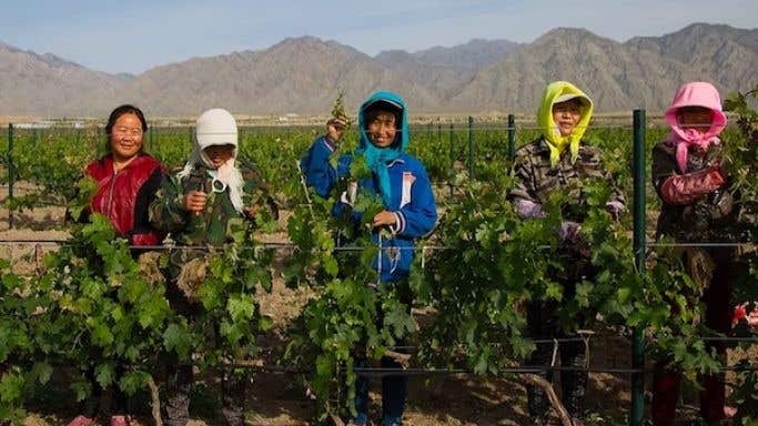 Women in the vineyards of Silver Heights in Ningxia, China
