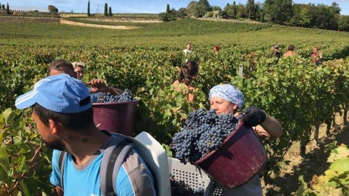 Cabernet Franc harvest below the vineyard of Ch Tertre Roteboeuf 8 October 2019