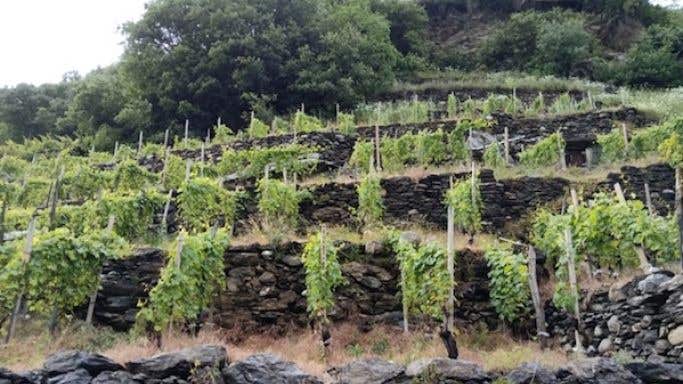 Barbacan vineyard in Valtellina