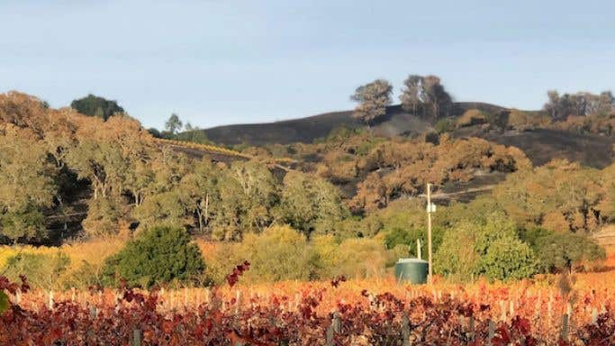 Zinfandel vines in autumn 2019 overlooked by hillsides scorched by the Kincade Fire