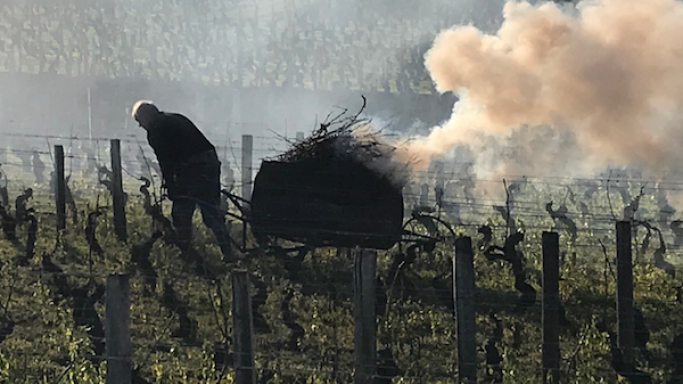 Pruning in Burgundy 2020 with smoke and wind
