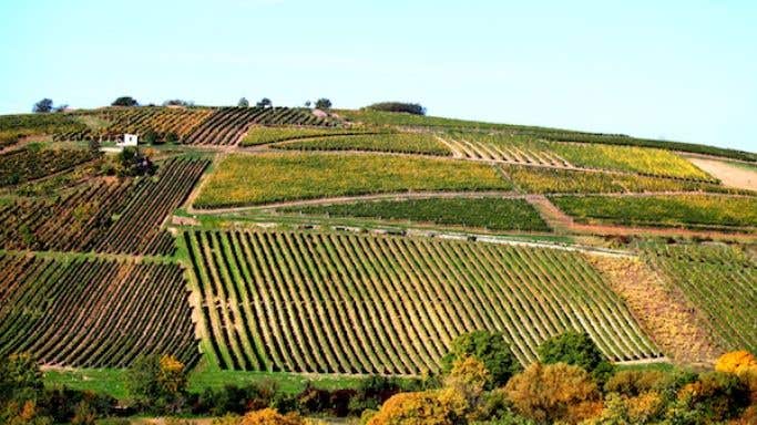 Szent Tamas vineyard in Tokaj, Hungary