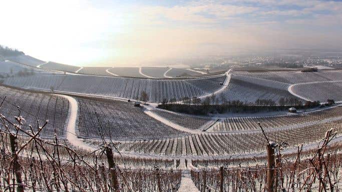 Wirsching Franken vineyards in winter