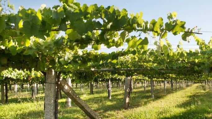 Rias Baixas vineyard for Fento Wine with granite posts