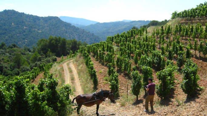 Alvaro Palacios vineyard in Priorat, Catalunya with donkey