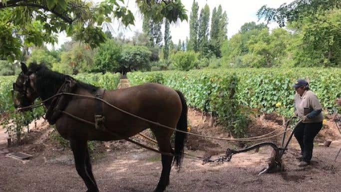 Horse ploughing vineyard for Gabriela Furlotti in Chacra, Mendoza, Argentina