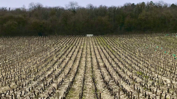 The Hautes Cotes of Burgundy in winter