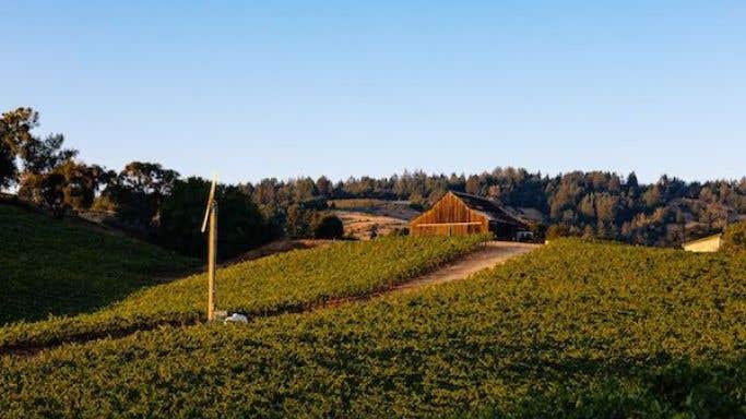 Maggy Hawk vineyard in Anderson Valley, Mendocino with barn