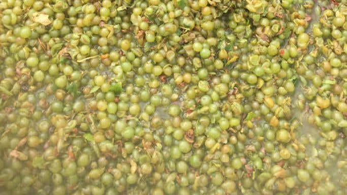 2020 Sauvignon Blanc grapes from Hawke's Bay sub-region Tuki Tuki