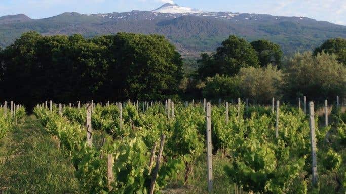 Ayunta vineyards with Etna