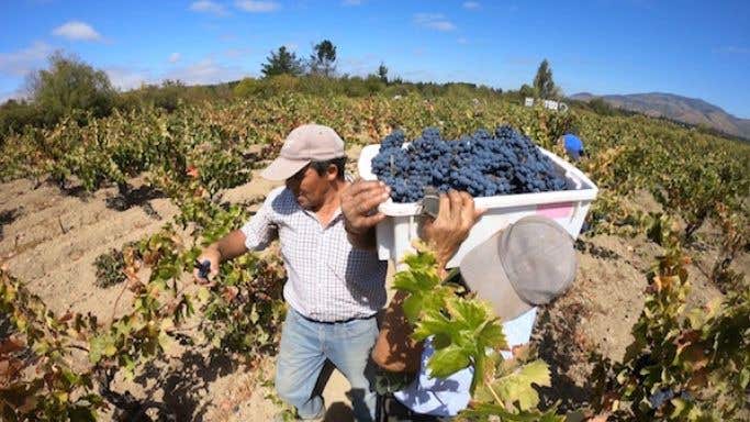 Garage Wine Co 2020 harvest in Maule, southern Chile