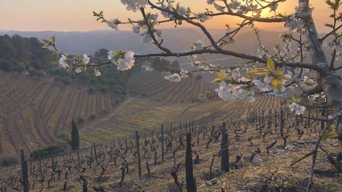 Blossom and sunshine in the Douro valley, Portugal