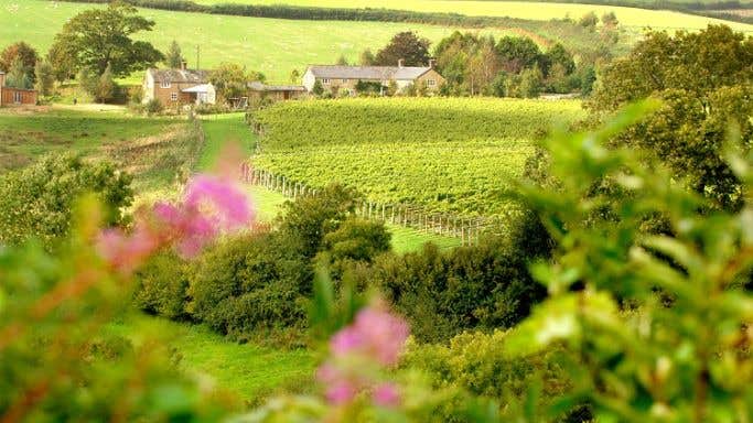 Furleigh Estate vineyard in Dorset
