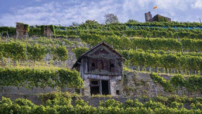 Fritz Wassmer terraced vineyard in Baden, Germany