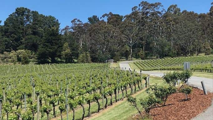 Tiers vineyard at Piccadilly in the Adelaide Hills on 29 October 2019