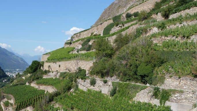 Clavau vineyard in Sion