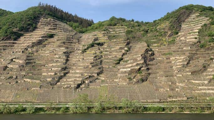 Winninger Uhlen, Germany's second-steepest vineyard