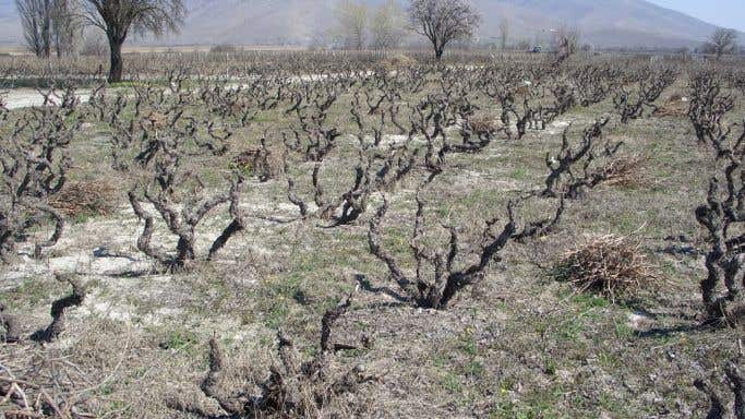 Domaine Karanika's old-vine vineyards