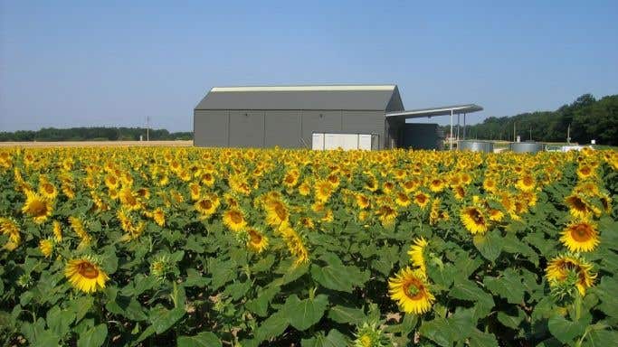 Levin Wines - -their Loire winery in a sea of sunflowers