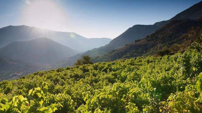 Lyrarakis Kedros vineyard with Liatiko Crete