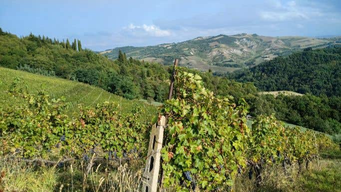 Vineyards near Predappio, Romagna