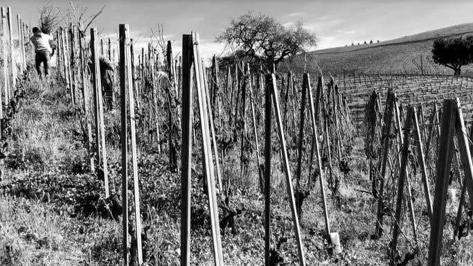 Stolpman - La Cuadrilla vineyard